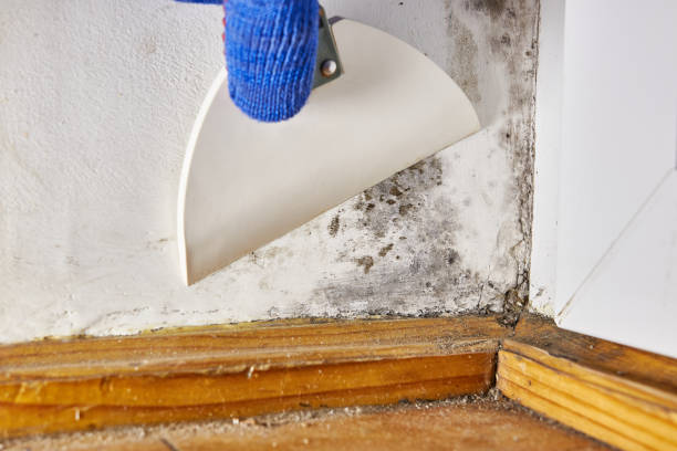 Best Industrial Mold Remediation  in Lonoke, AR